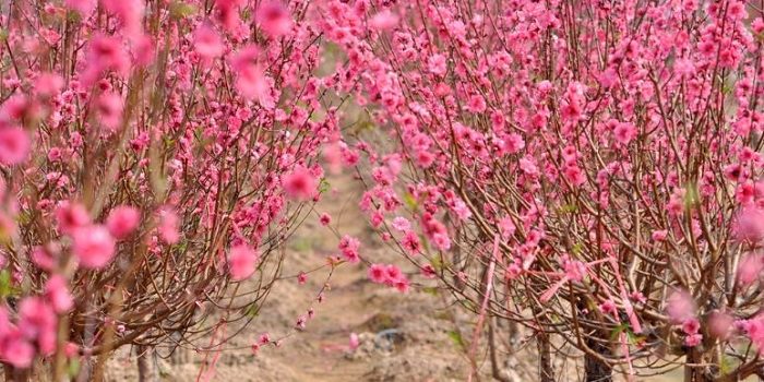 van-chuyen-cay-canh-dao-mai-quat-tet-2018