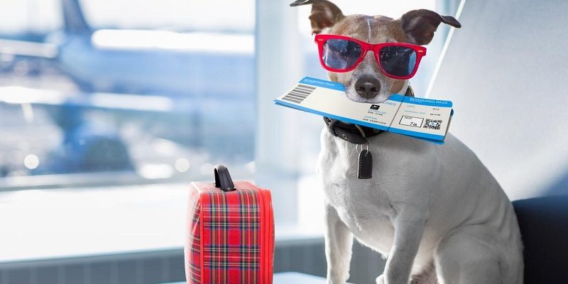 Thủ tục trọn gói cho thú cưng đi Mỹ tại Airport Cargo Thủ tục trọn gói cho thú cưng đi Mỹ tại Airport Cargo