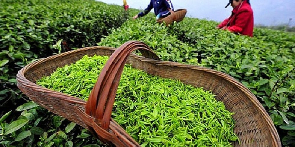 Vận chuyển chè từ Thái Nguyên sang Pakistan bằng đường hàng không uy tín Vận chuyển chè từ Thái Nguyên sang Pakistan bằng đường hàng không uy tín