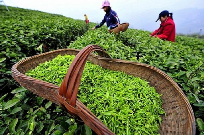 Vận chuyển chè từ Thái Nguyên sang Pakistan bằng đường hàng không uy tín Vận chuyển chè từ Thái Nguyên sang Pakistan bằng đường hàng không uy tín
