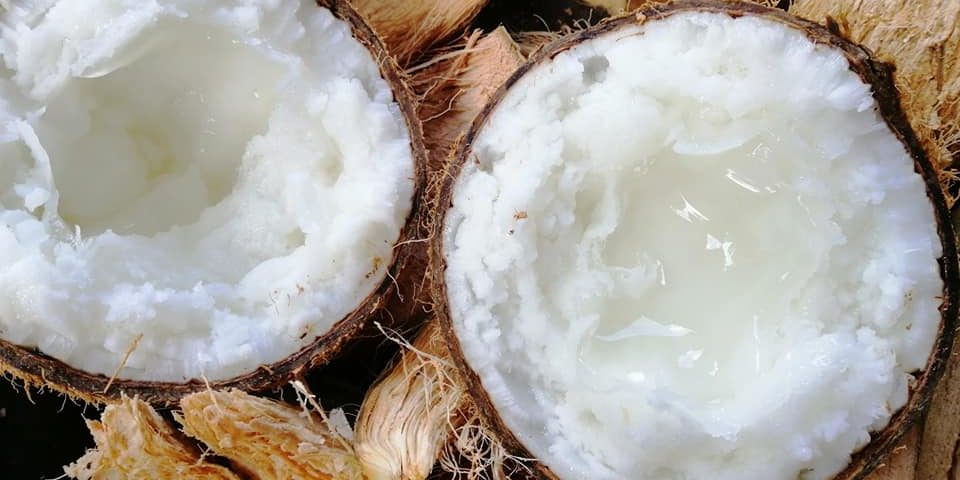 Dừa sáp khá đặc biệt ở chỗ, nếu những trái dừa khác trải qua nhiều giai đoạn như khi dừa non thì cơm mềm, dẻo, nước ngọt, khi dừa già thì cơm cứng lại nước nhạt dần và thậm chí lên men. Dừa sáp khá đặc biệt ở chỗ, nếu những trái dừa khác trải qua nhiều giai đoạn như khi dừa non thì cơm mềm, dẻo, nước ngọt, khi dừa già thì cơm cứng lại nước nhạt dần và thậm chí lên men.