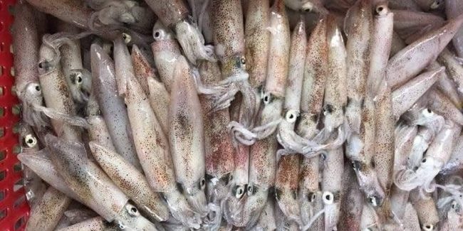 Vận chuyển mực cơm từ Đà Nẵng đi Đà Lạt nhanh chóng, chất lượng Vận chuyển mực cơm từ Đà Nẵng đi Đà Lạt nhanh chóng, chất lượng