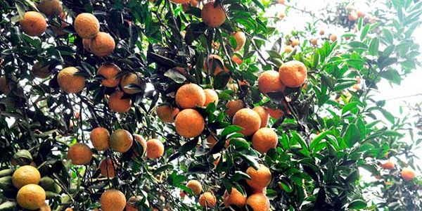 Vận chuyển cam sành Hàm Yên – Tuyên Quang đi Đà Nẵng