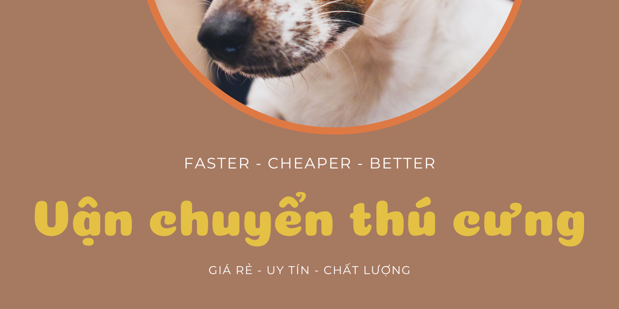 Vận chuyển thú cưng từ sân bay Nội Bài đến sân bay Tân Sơn Nhất