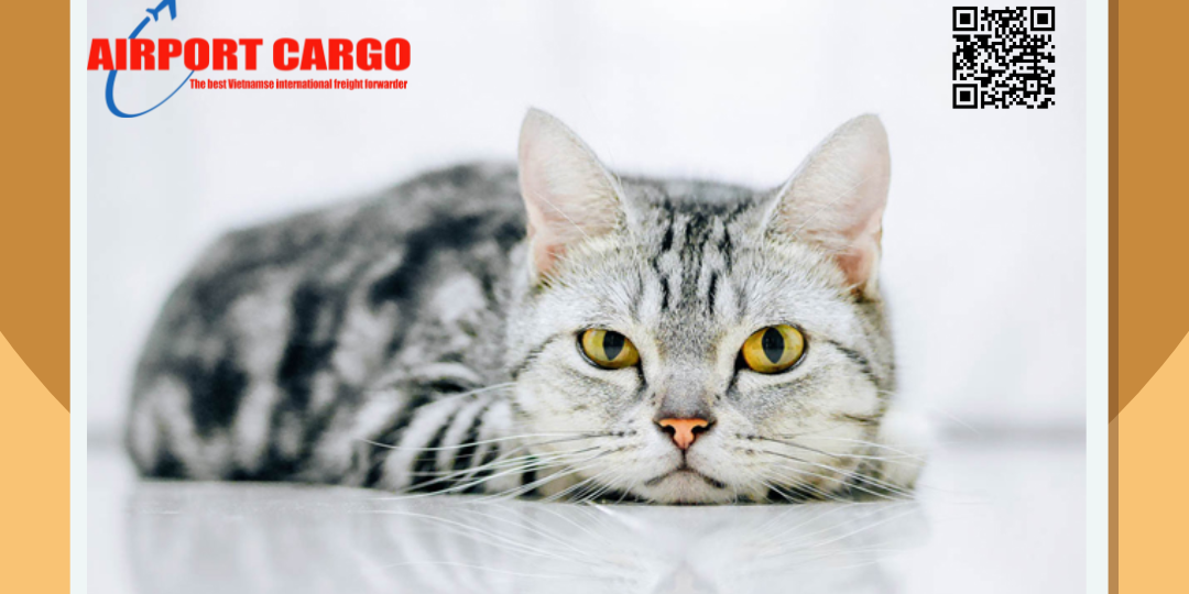 Vận chuyển thú cưng từ Sài Gòn đến Đà Nẵng bằng đường hàng không