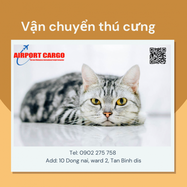 Vận chuyển thú cưng từ Sài Gòn đến Đà Nẵng bằng đường hàng không Vận chuyển thú cưng từ Sài Gòn đến Đà Nẵng bằng đường hàng không