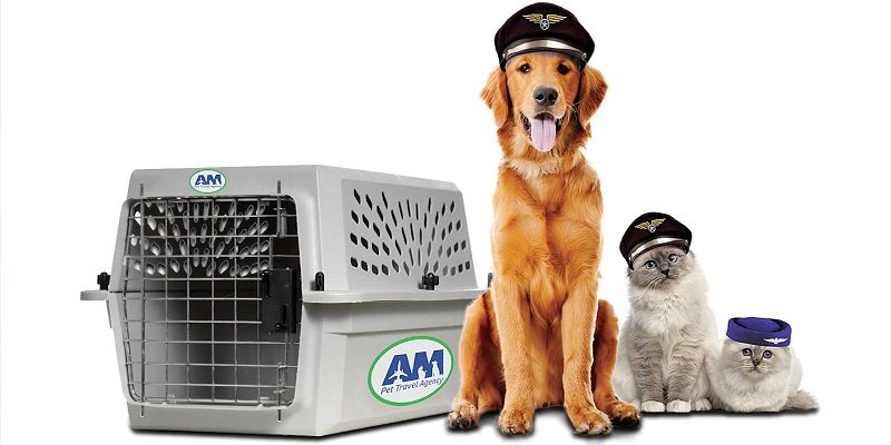 Vận chuyển và làm thủ tục trọn gói cho thú cưng đi HongKong Vận chuyển và làm thủ tục trọn gói cho thú cưng đi HongKong