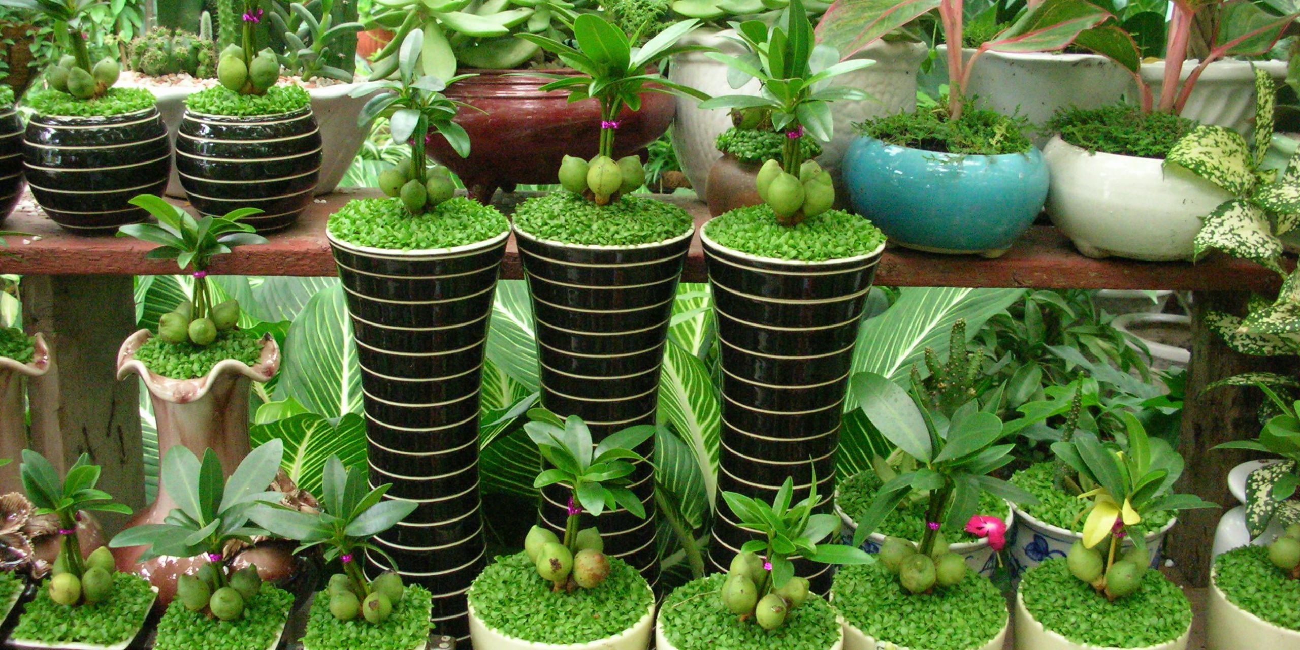 Chuyển phát nhanh cây cảnh từ Nội Bài đến Tân Sơn Nhất Chuyển phát nhanh cây cảnh từ Nội Bài đến Tân Sơn Nhất