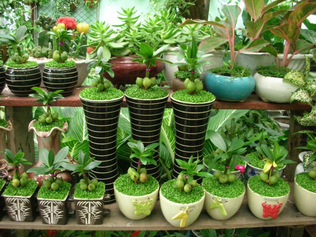 Chuyển phát nhanh cây cảnh từ Nội Bài đến Tân Sơn Nhất Chuyển phát nhanh cây cảnh từ Nội Bài đến Tân Sơn Nhất