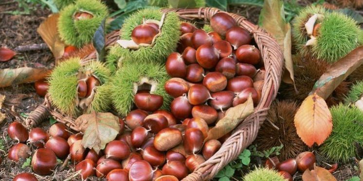 Gửi hạt dẻ Cao Bằng đi Tp. Hồ Chí Minh siêu nhanh, cước rẻ