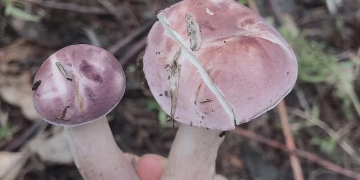 Vận chuyển nấm tràm Kiên Giang đi Sài Gòn siêu tốc, siêu an toàn Vận chuyển nấm tràm Kiên Giang đi Sài Gòn siêu tốc, siêu an toàn