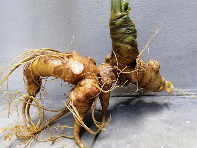 Gửi sâm Ngọc Linh từ Đà Nẵng đi TP. Hồ Chí Minh an toàn, nhanh chóng Gửi sâm Ngọc Linh từ Đà Nẵng đi TP. Hồ Chí Minh an toàn, nhanh chóng