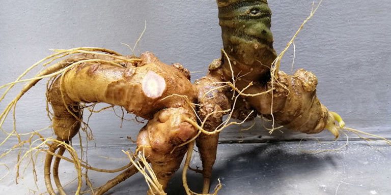 Gửi sâm Ngọc Linh từ Đà Nẵng đi TP. Hồ Chí Minh an toàn, nhanh chóng