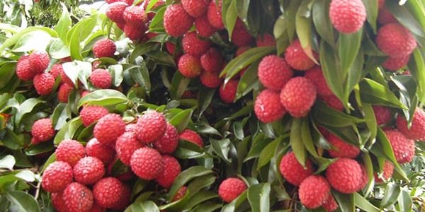 Vận chuyển vải thiều Lục Ngạn đi Đà Nẵng giá rẻ nhanh chóng