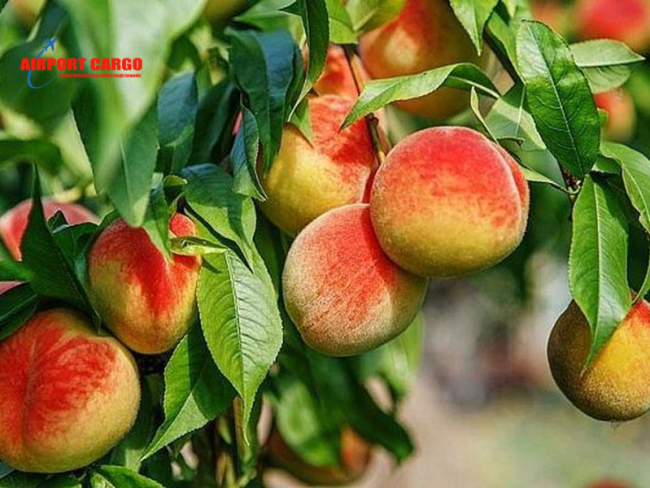 peach Gửi đào Mẫu Sơn từ Lạng Sơn đi Canada nhanh chóng