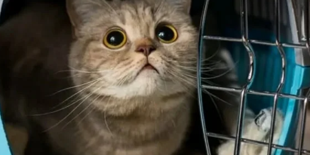 thú cưng1 (1) Vận chuyển thú cưng từ Việt Nam đi Malaysia