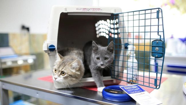 Những lưu ý khi vận chuyển động vật sống